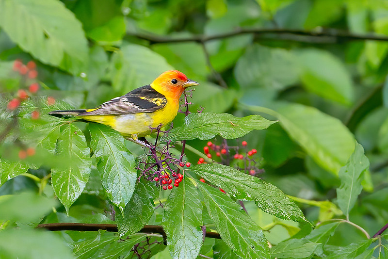 Western Tanager photo by Mick Thompson