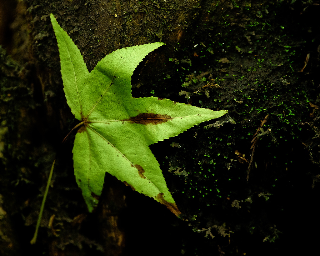 A green star shape leaf with smudges of brown lays folded in half on a very dark log with dark texture. 