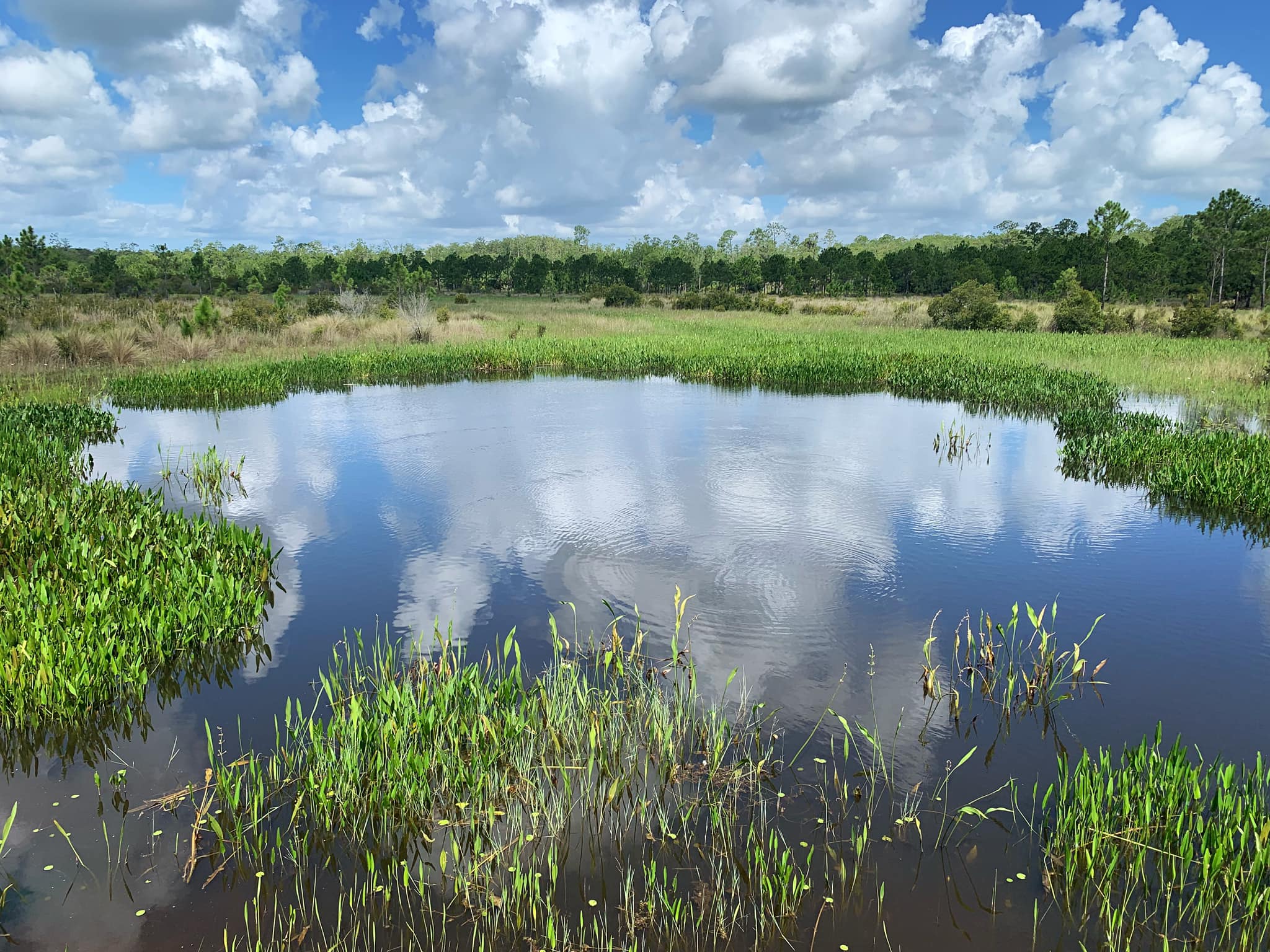 A view of a wetland surrounded by green vegetation