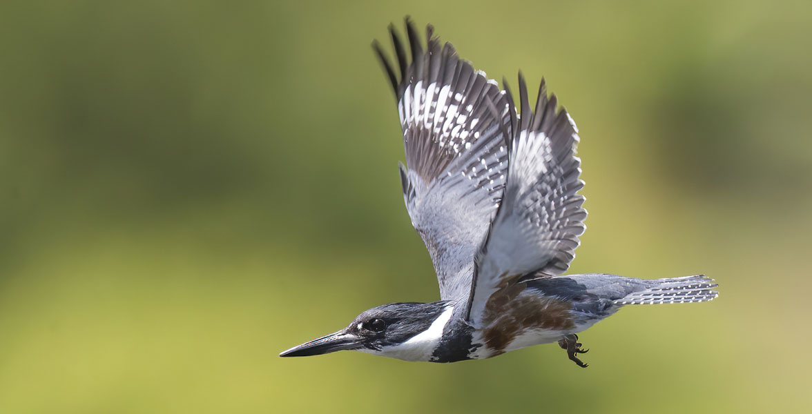 A Belted Kingfisher in flight.