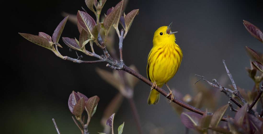 A bright yellow bird sings from a branch of maroon leaves.