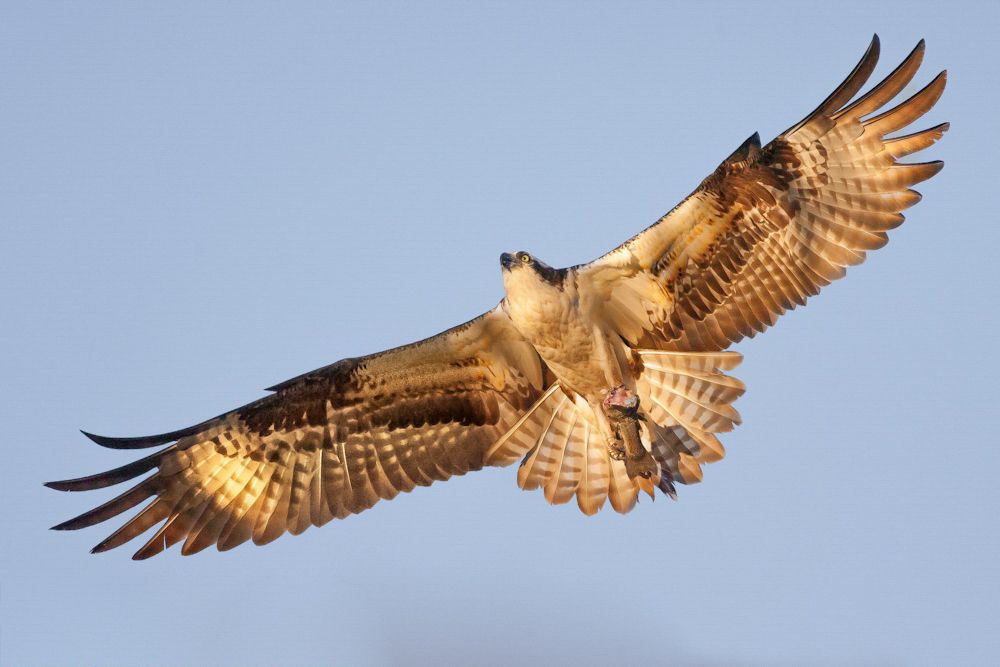 Osprey. Photo: Ben Knoot/Audubon Photography Awards.