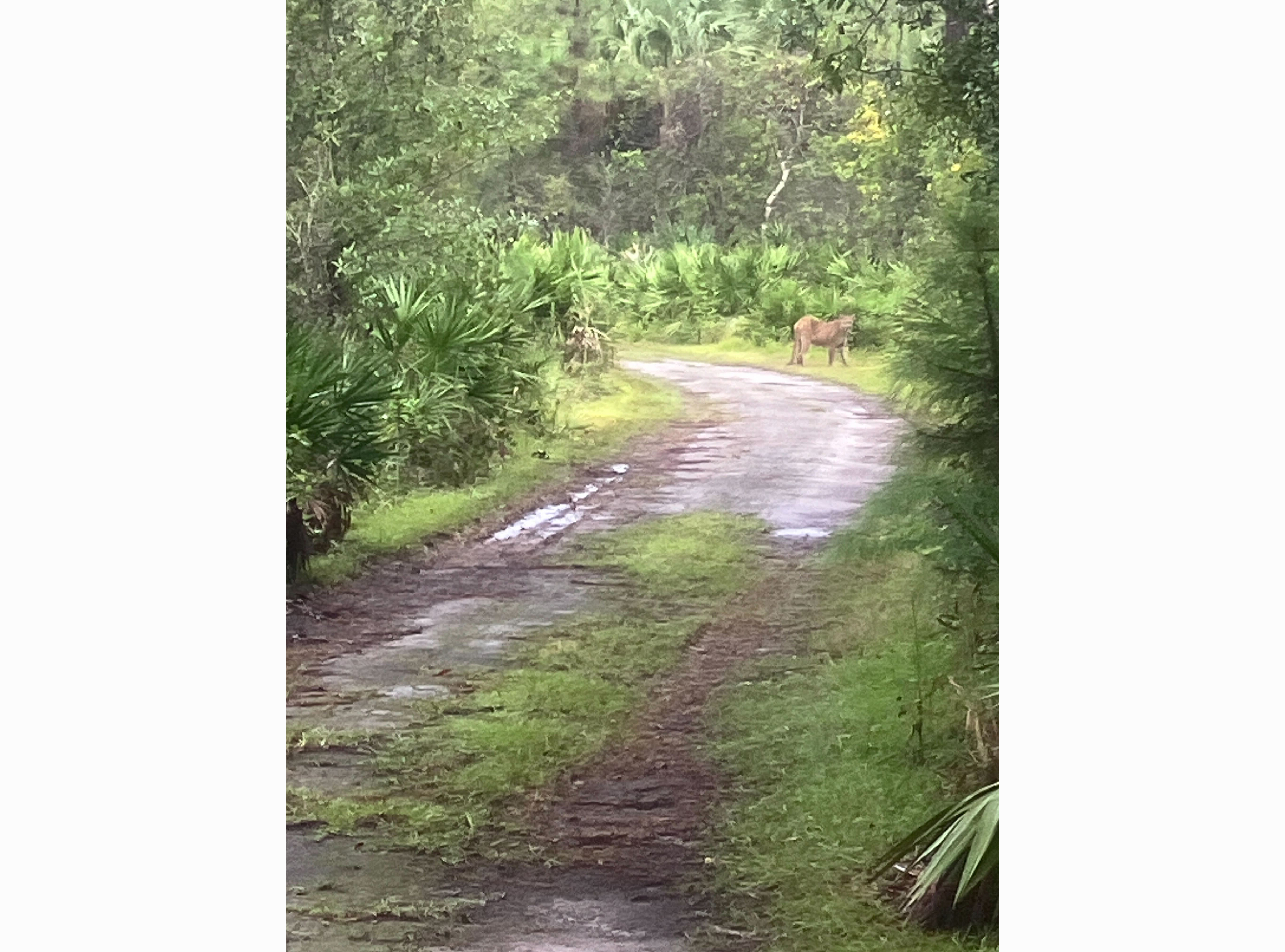 Photo of a dirt road with a large cat looking back at the camera