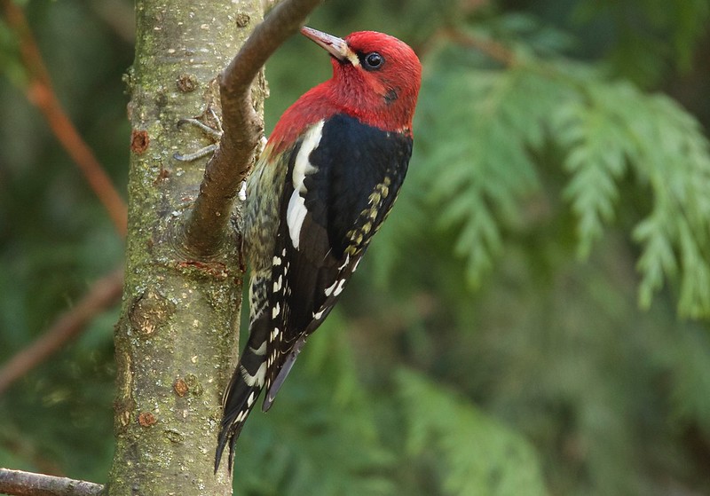 Red-breasted Sapsucker photo by Jerry McFarland