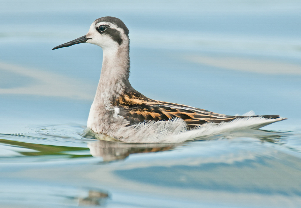 Red-necked Phalarope. 