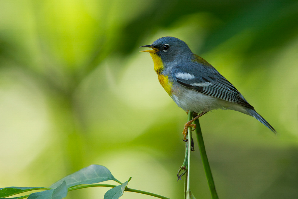 Northern Parula perched on a branch, with green in the background. Photo: Linda Steele/Audubon Photography Awards.
