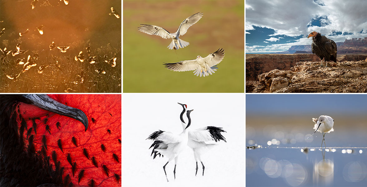 Photos clockwise from top left: Yellow-headed Blackbirds, Gavin Regan; White-tailed Kites, Parham Pourahmad; California Condor, Andrew Orr; American Avocet, Michelle MacKenzie; Red-crowned Cranes, Michele McCormick; Great Frigatebird, Liron Gertsman