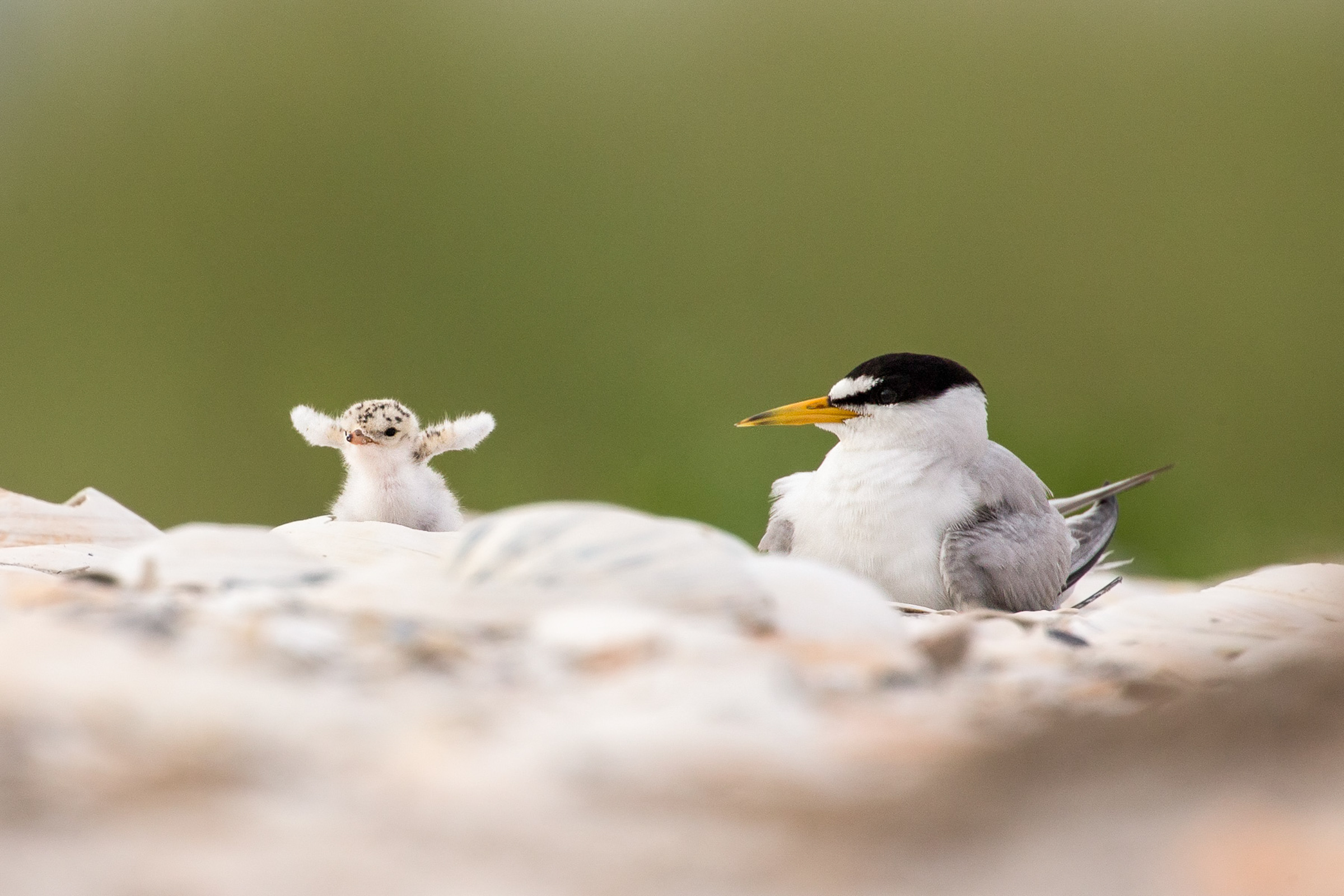 Least Tern