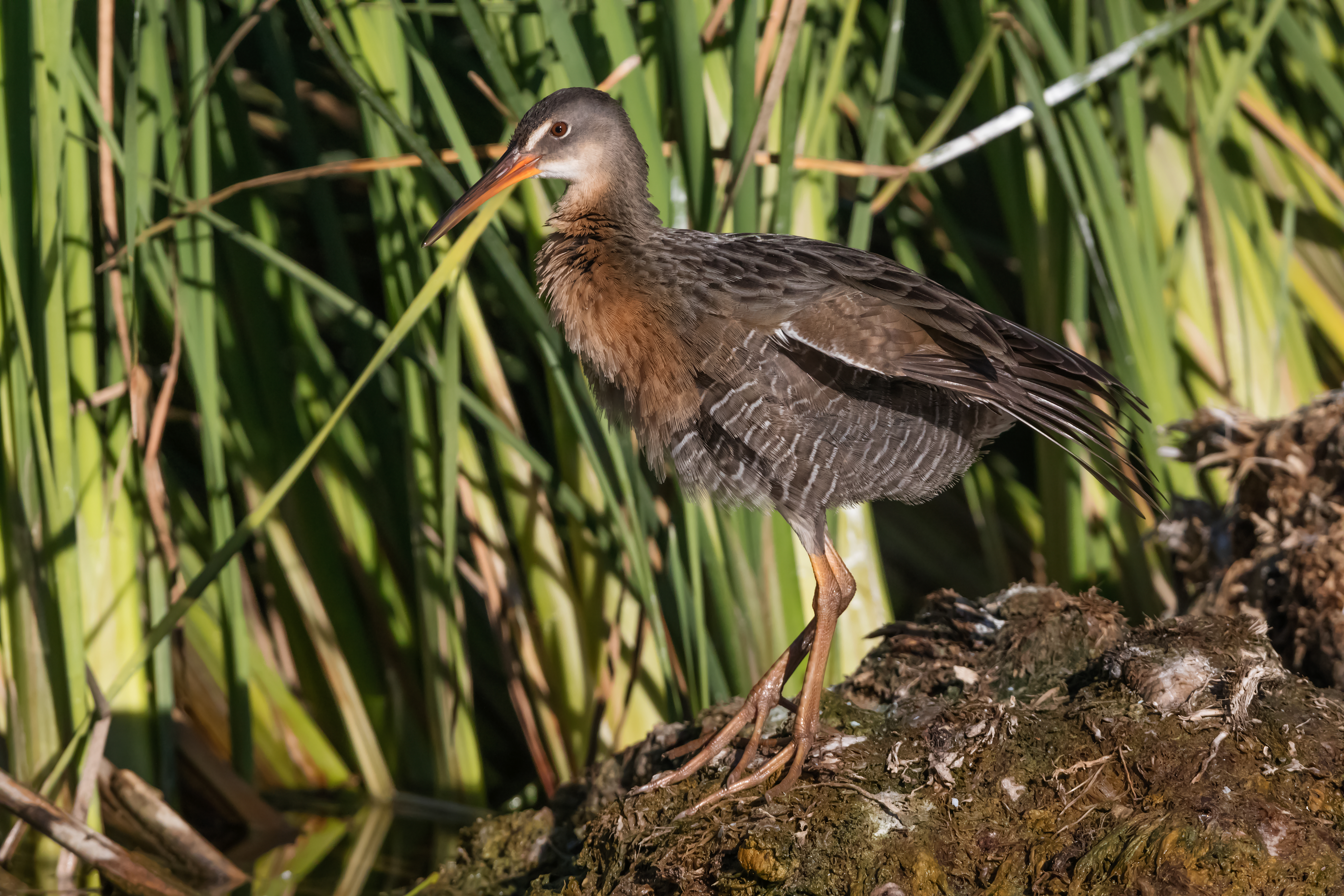 Ridgeway's Rail. 