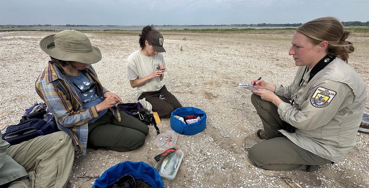 Conservation partners from USFWS and Great Lakes Piping Plover Recovery Team are collecting data on the banded chicks.