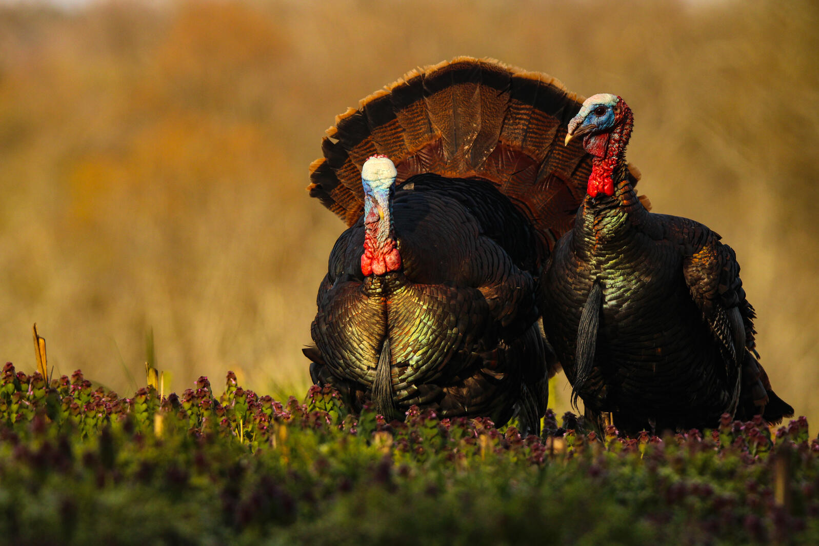 Wild Turkey Photo: Zachary McQueen/Audubon Photography Awards