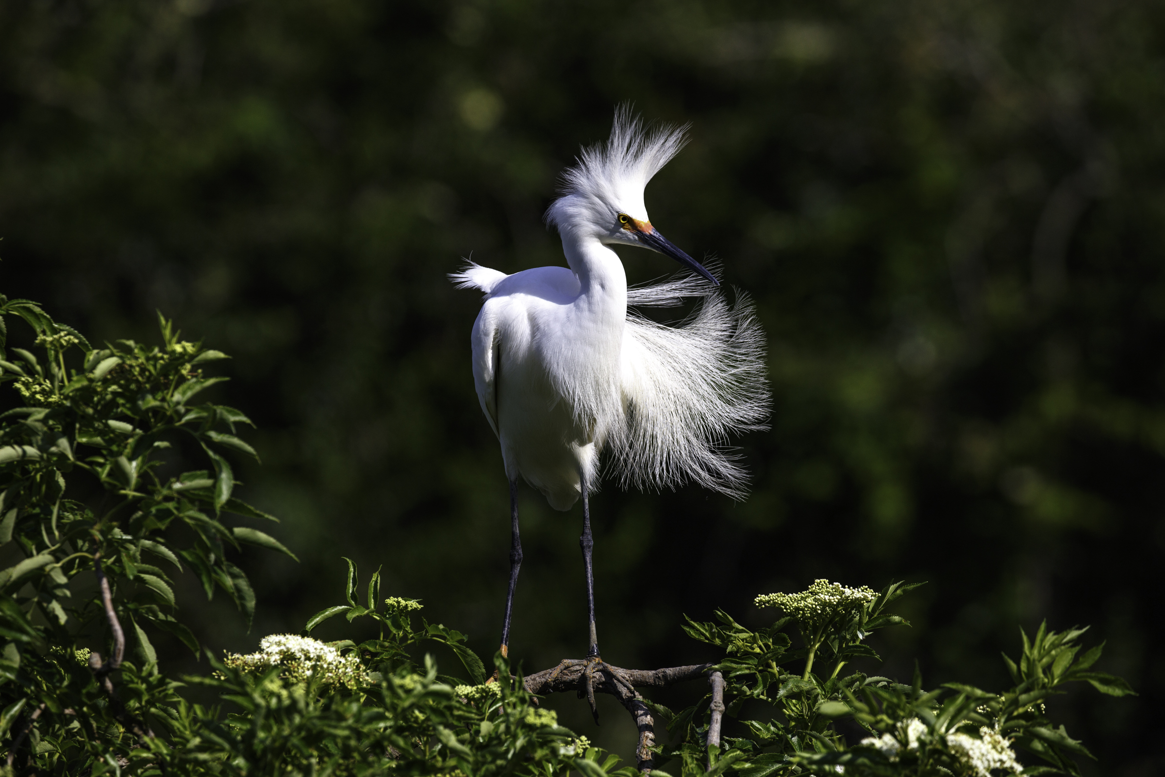 Snowy Egret with feathers blowing, standing on a tree branch, with a forest background. Photo: Tom Tobin/Audubon Photography Awards.