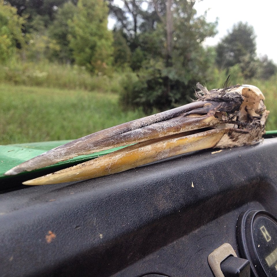 Great Blue Heron Skull