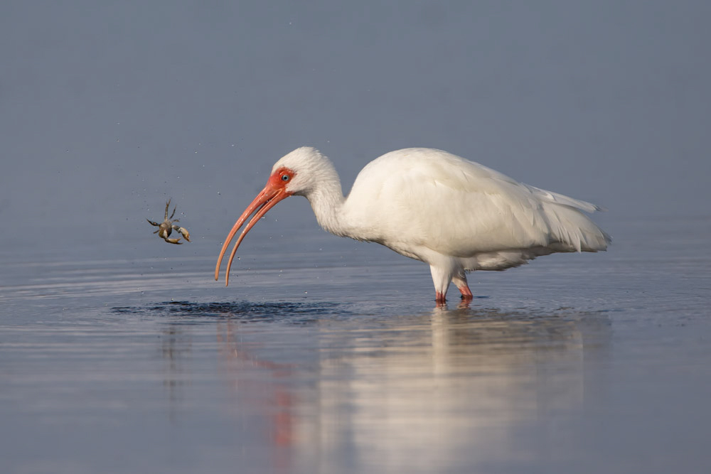 White Ibis. Photo: Steve Petersen/Audubon Photography Awards.