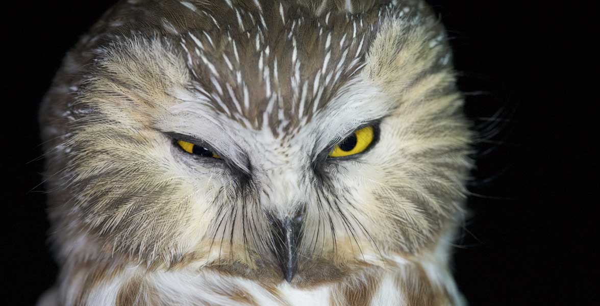 Northern Saw-Whet Owl face