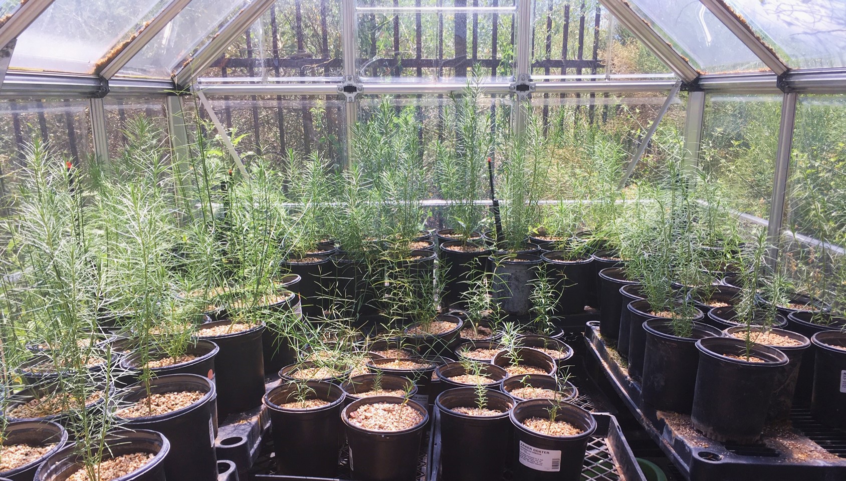 A greenhouse fill of baby milkweed plants.