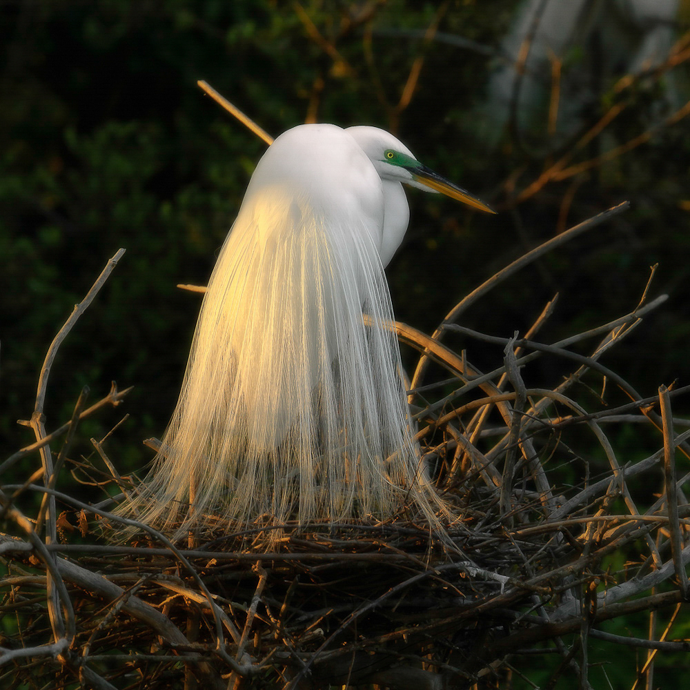A Great Egret showing off its long breeding feathers, standing in a stick nest. Photo: Frances Gaines/Audubon Photography Awards.