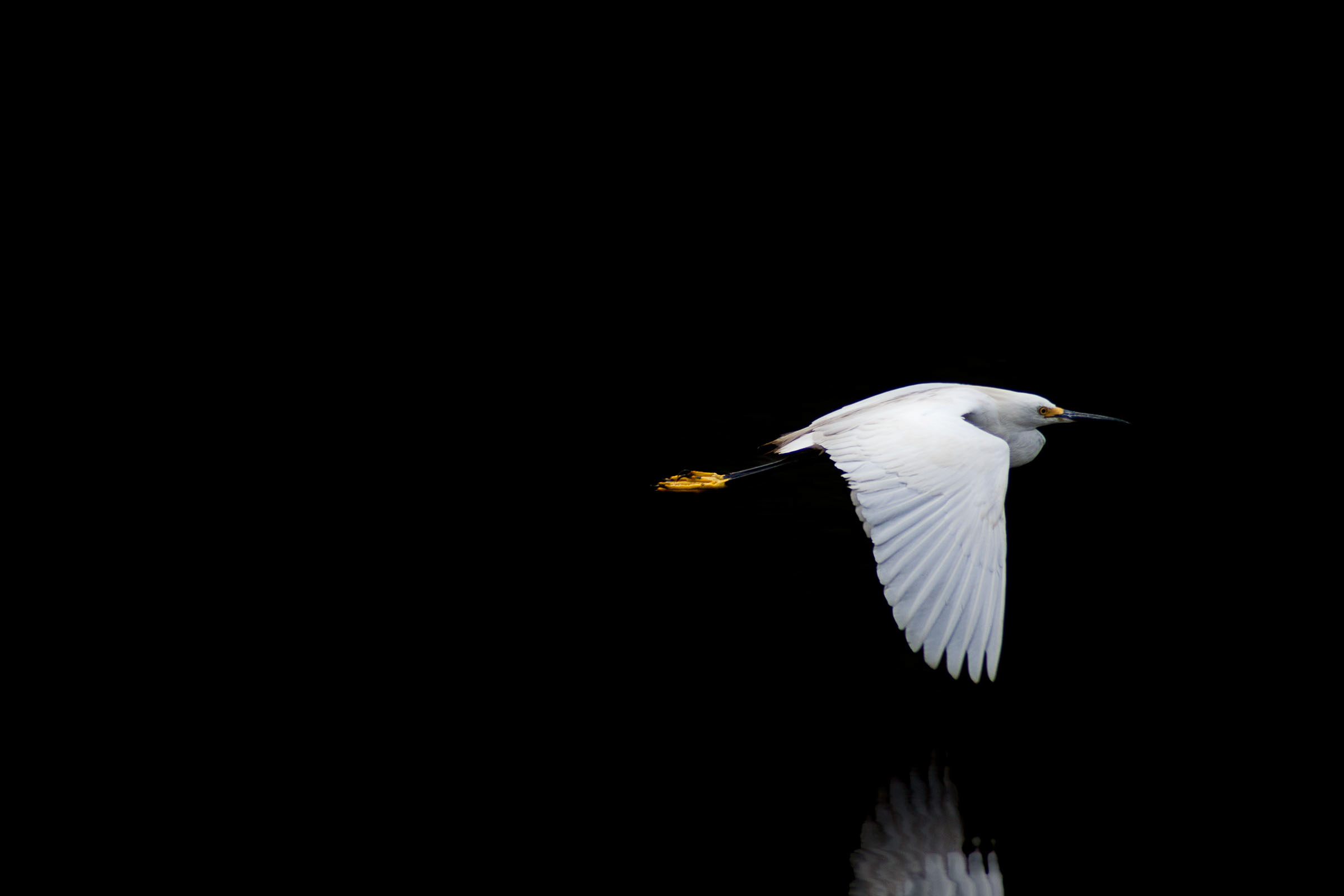 Snowy Egret in flight against a black background.
