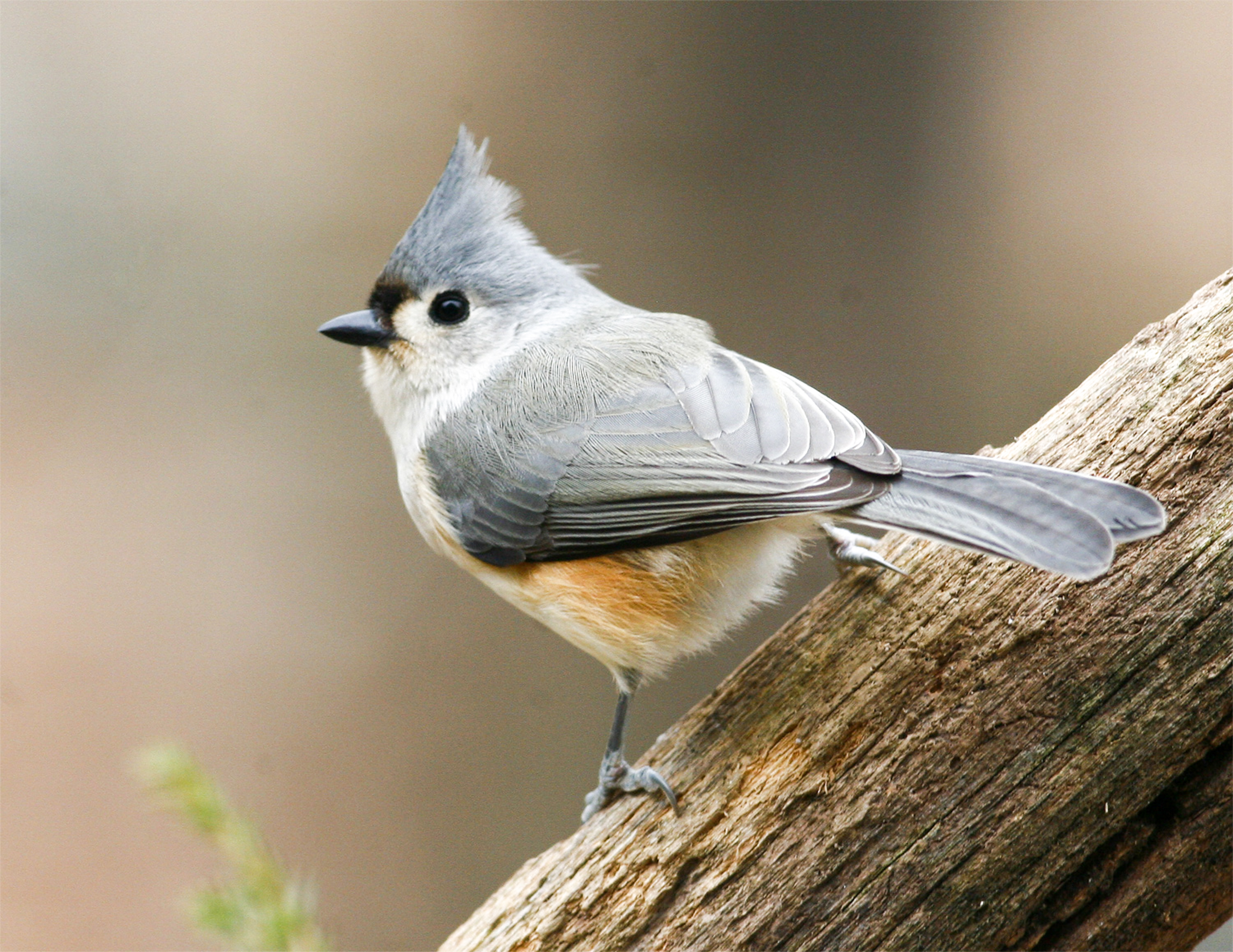 Tufted Titmouse standing on a branch.