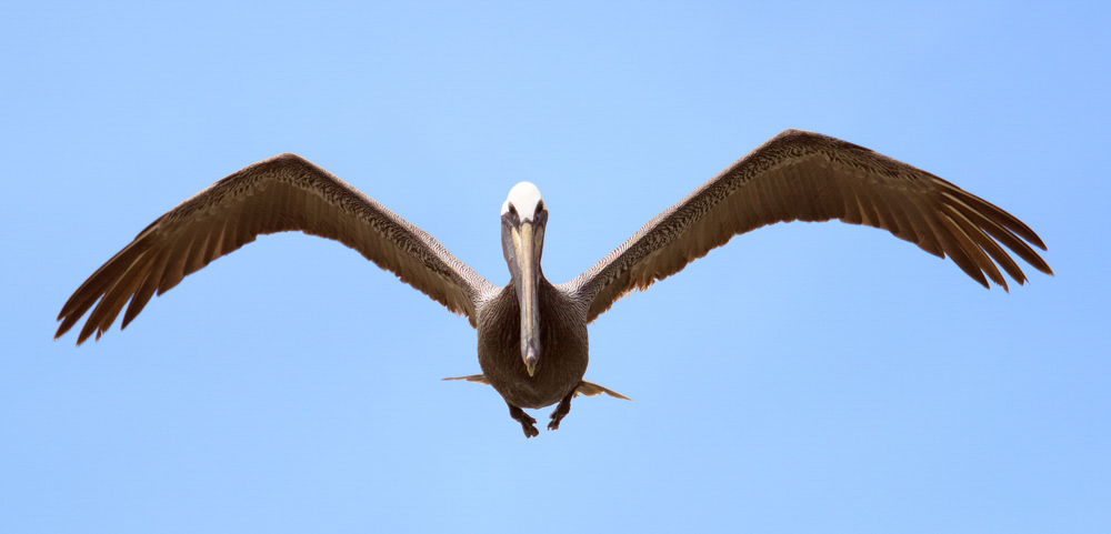 Brown Pelican in flight.