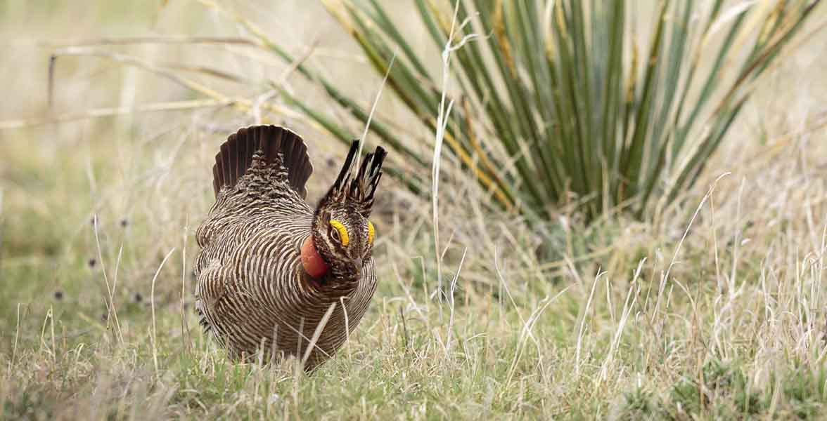 Lesser Prairie-Chicken in grassland habitat.