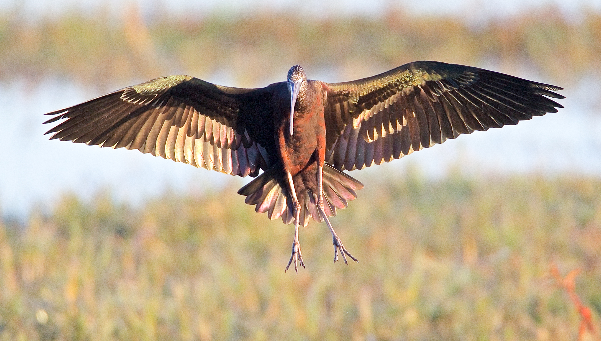 Glossy Ibis. Photo: Dave Allen / Great Backyard Bird Count.