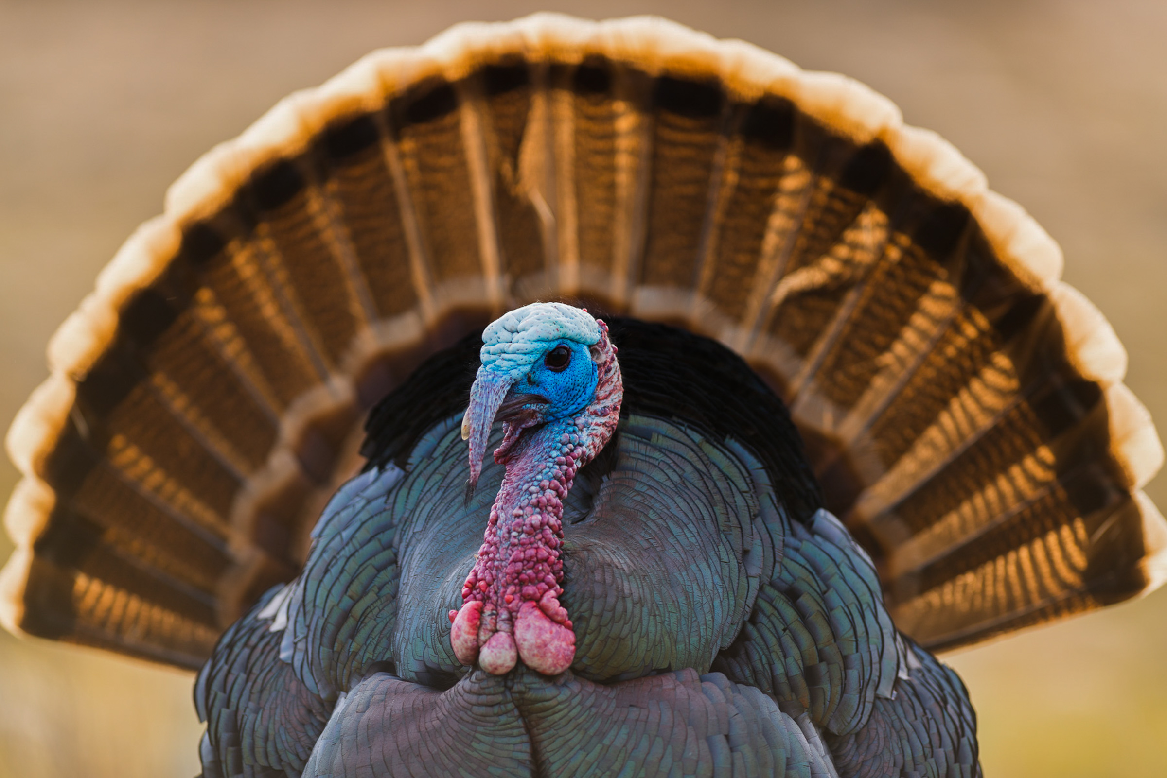 Wild Turkey. Ryan O'Kevin/Audubon Photography Awards
