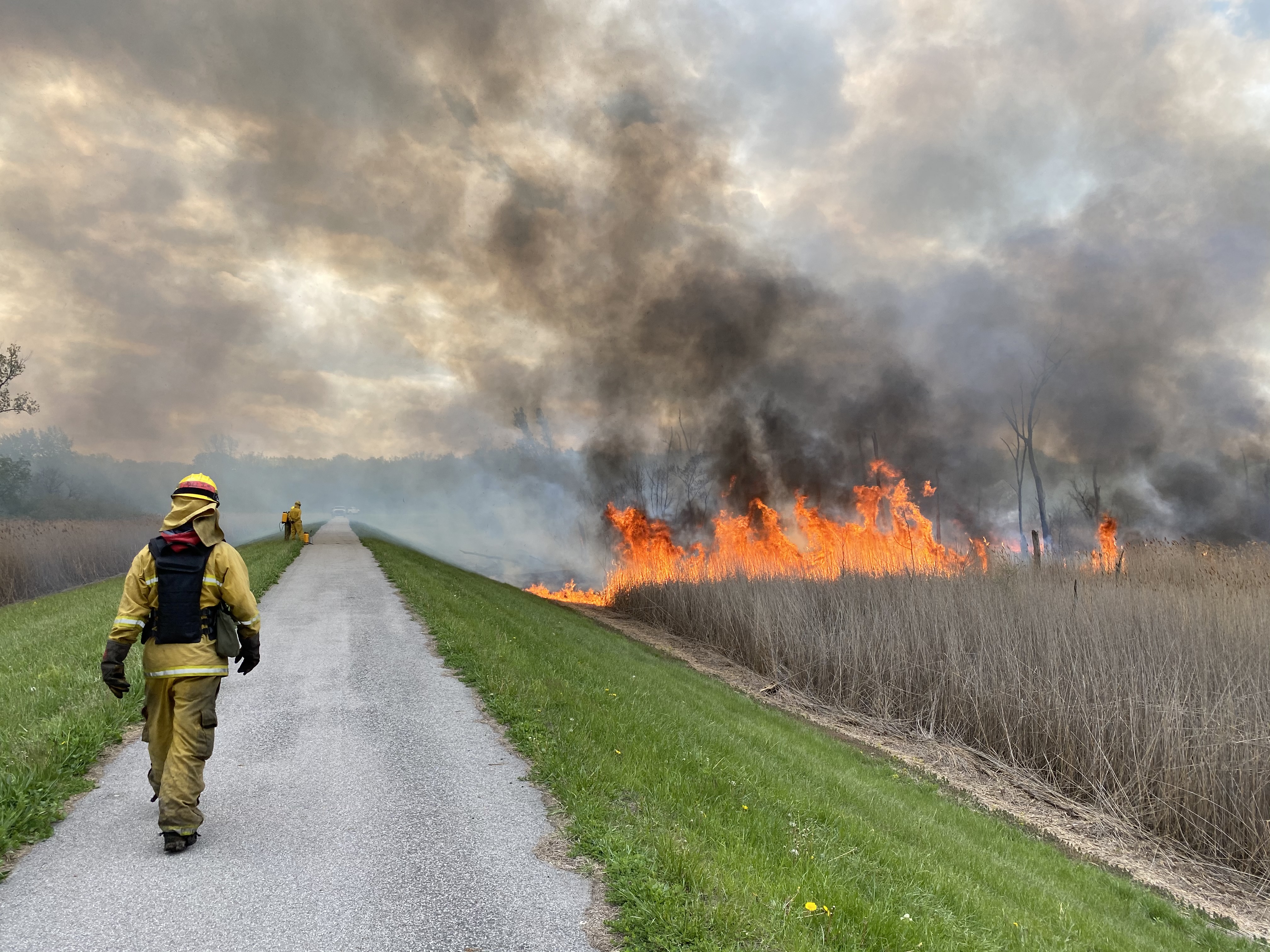 Prescribed burns play a critical role in maintaining a healthy ecosystem. Photo credit: Nicole Minadeo