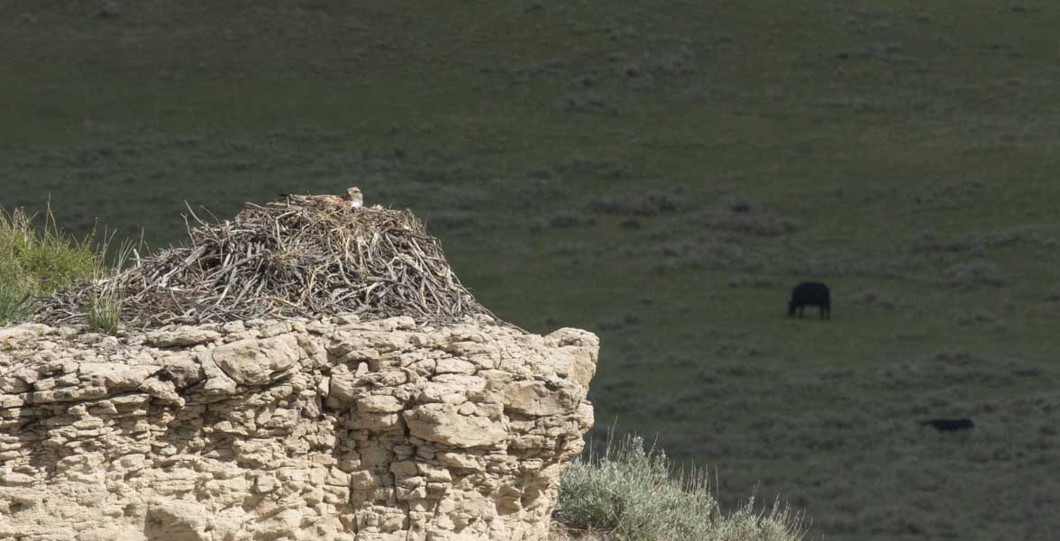 Ferruginous Hawk nesting on Rockin’ 7 Ranch in Wyoming. Photo: Evan Barrientos/Audubon Rockies