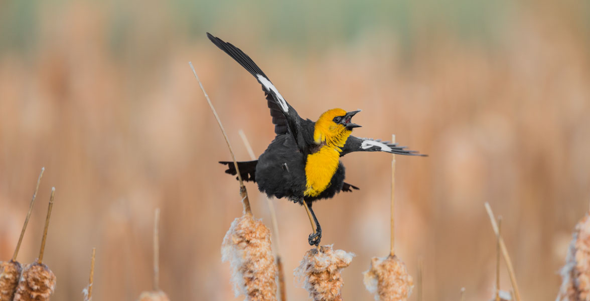 A black, yellow, and white bird calls from the top of two reeds with wings outstretched.