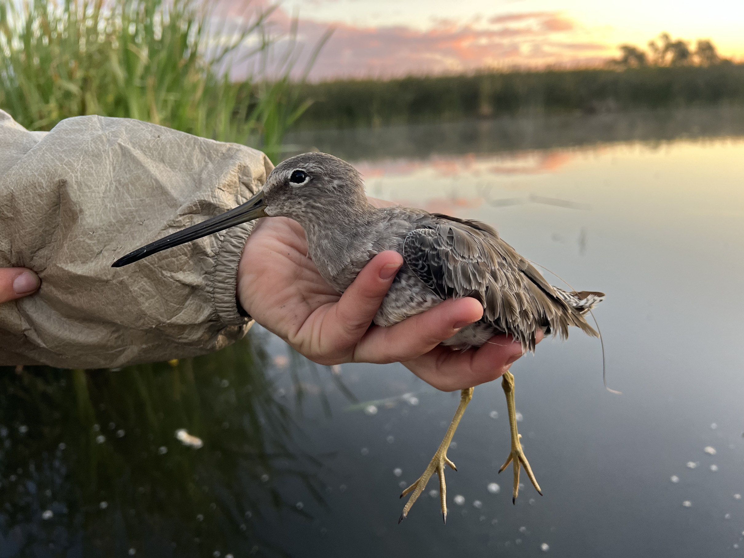 Long-billed Dowitcher wearing a satellite transmitter in the Lower Klamath National Wildlife Refuge. 