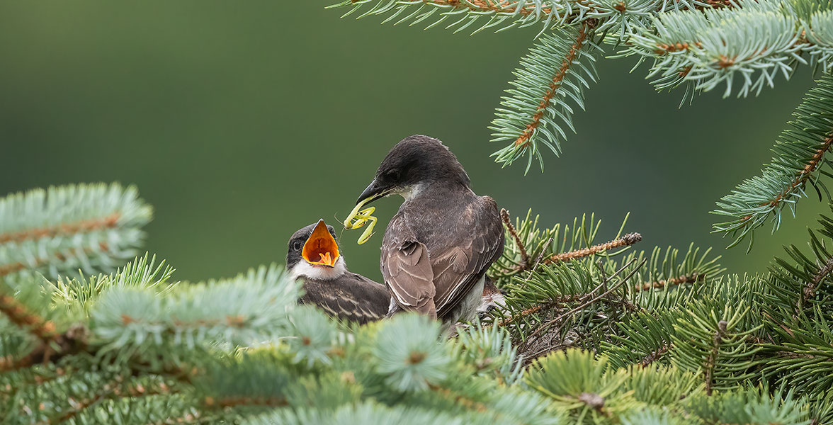 Eastern Kingbirds.