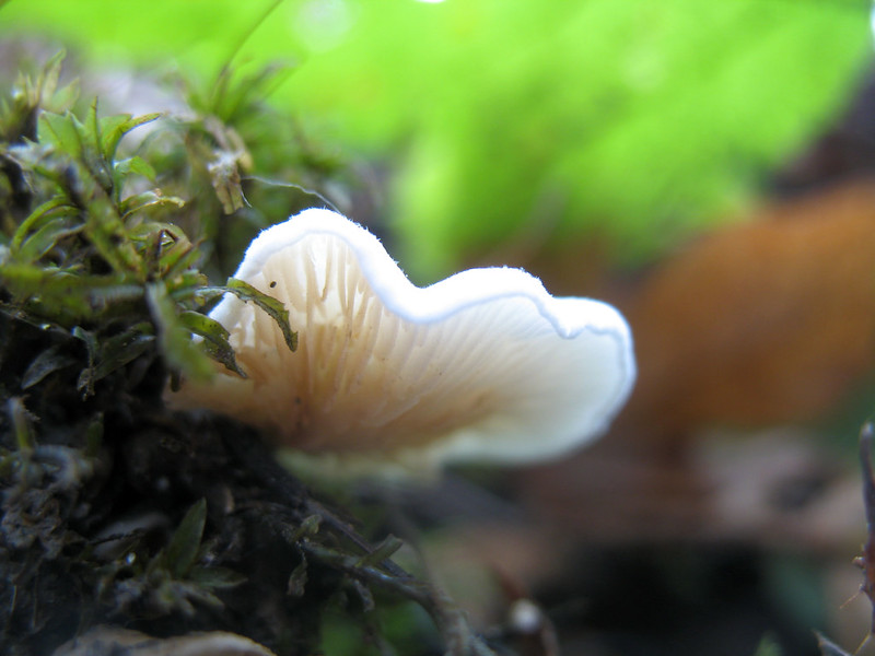Mushroom photo by Shannon Kringen