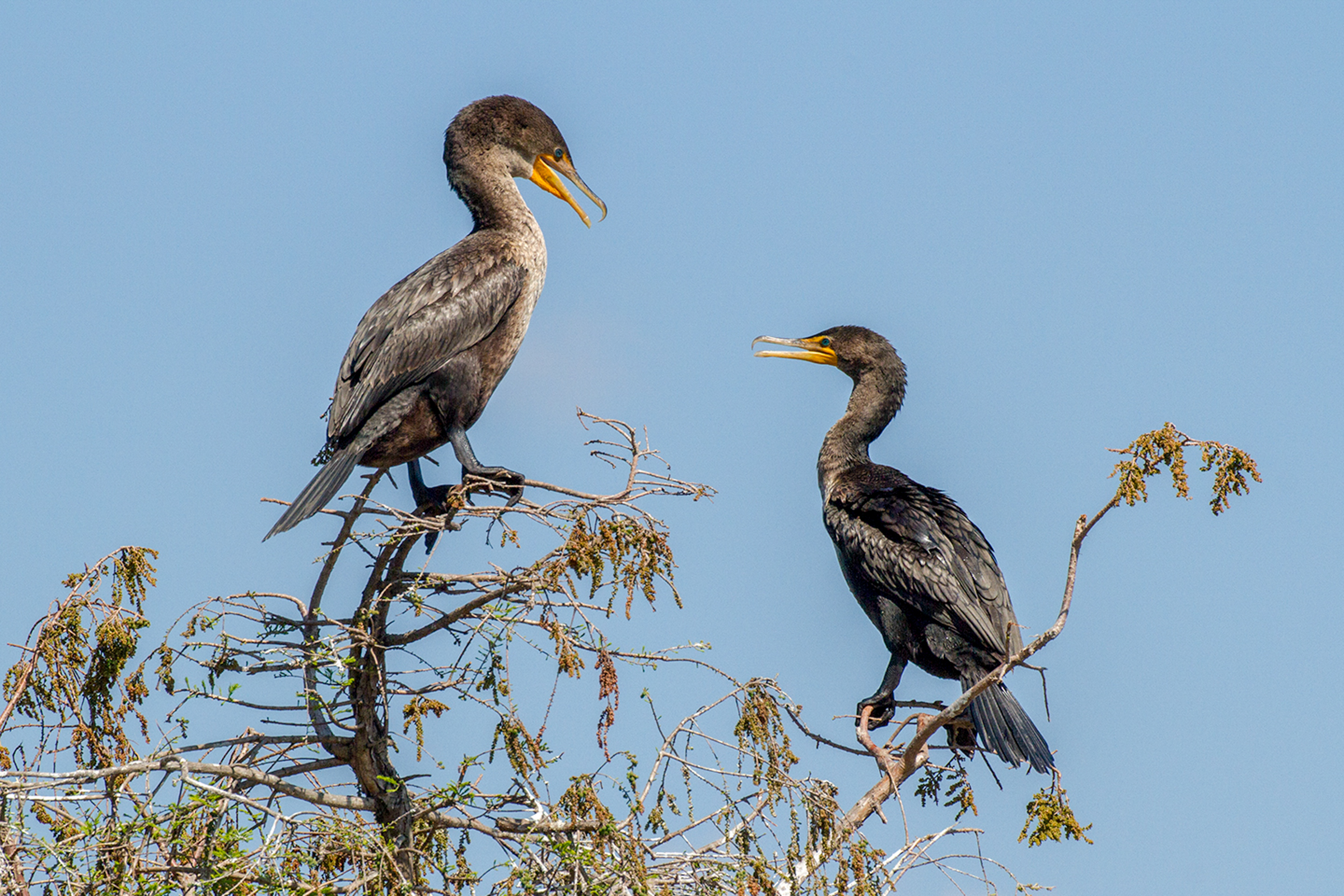 Two waterbirds in a treetop