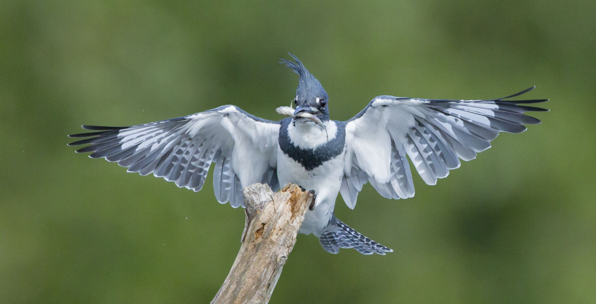 Belted Kingfisher. Photo: William Wingfield Jr./Audubon Photography Awards 