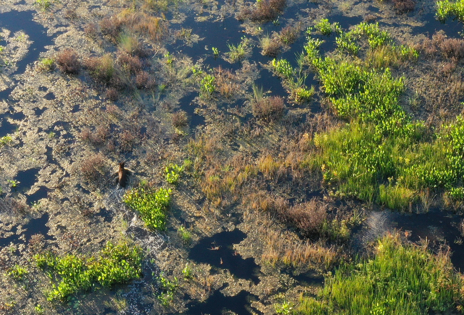 Aerial view of black bear in swamp.