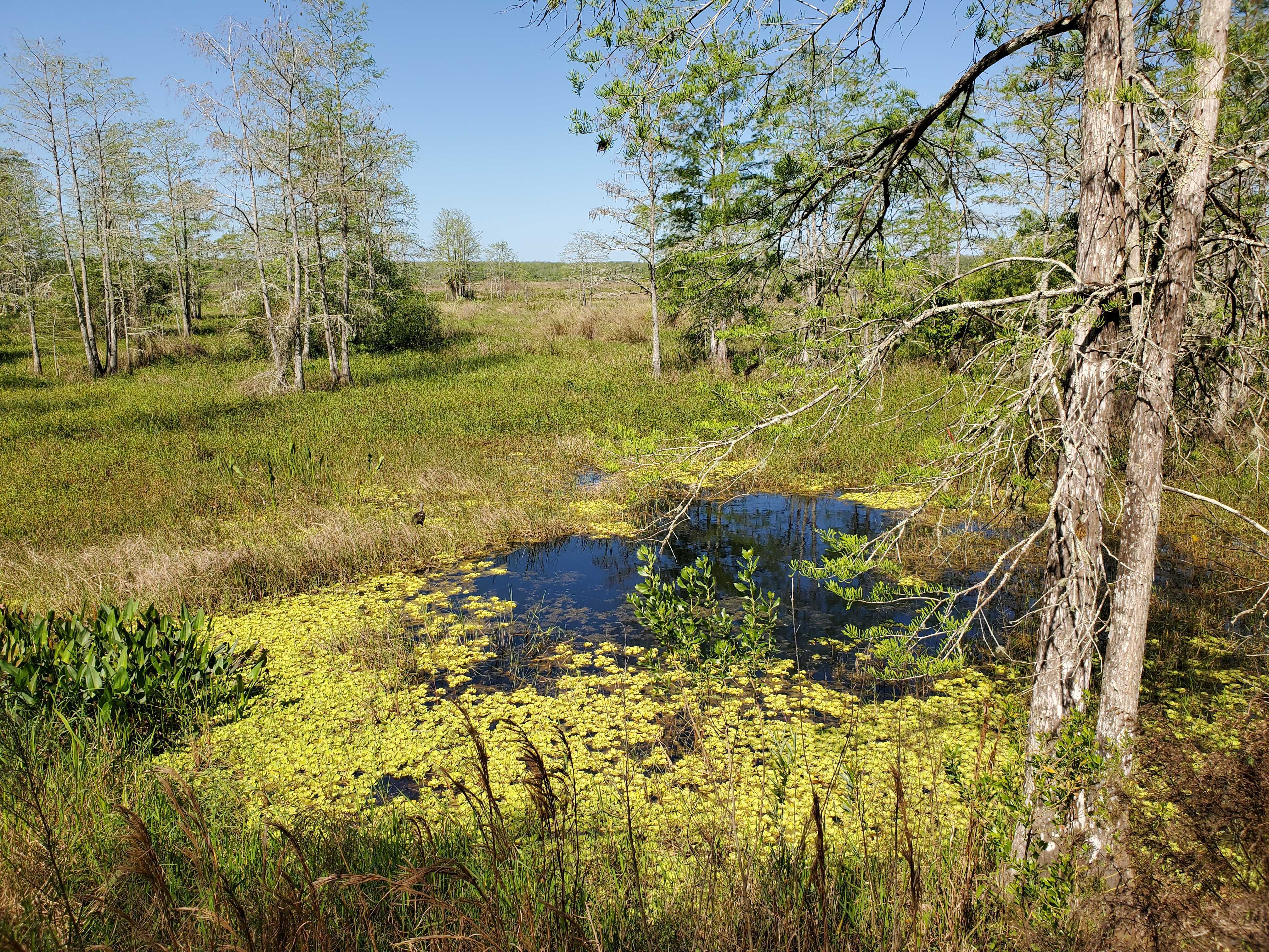 View of wetland habitat.