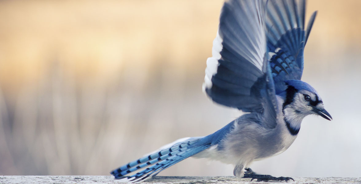 A Blue Jay takes flight.