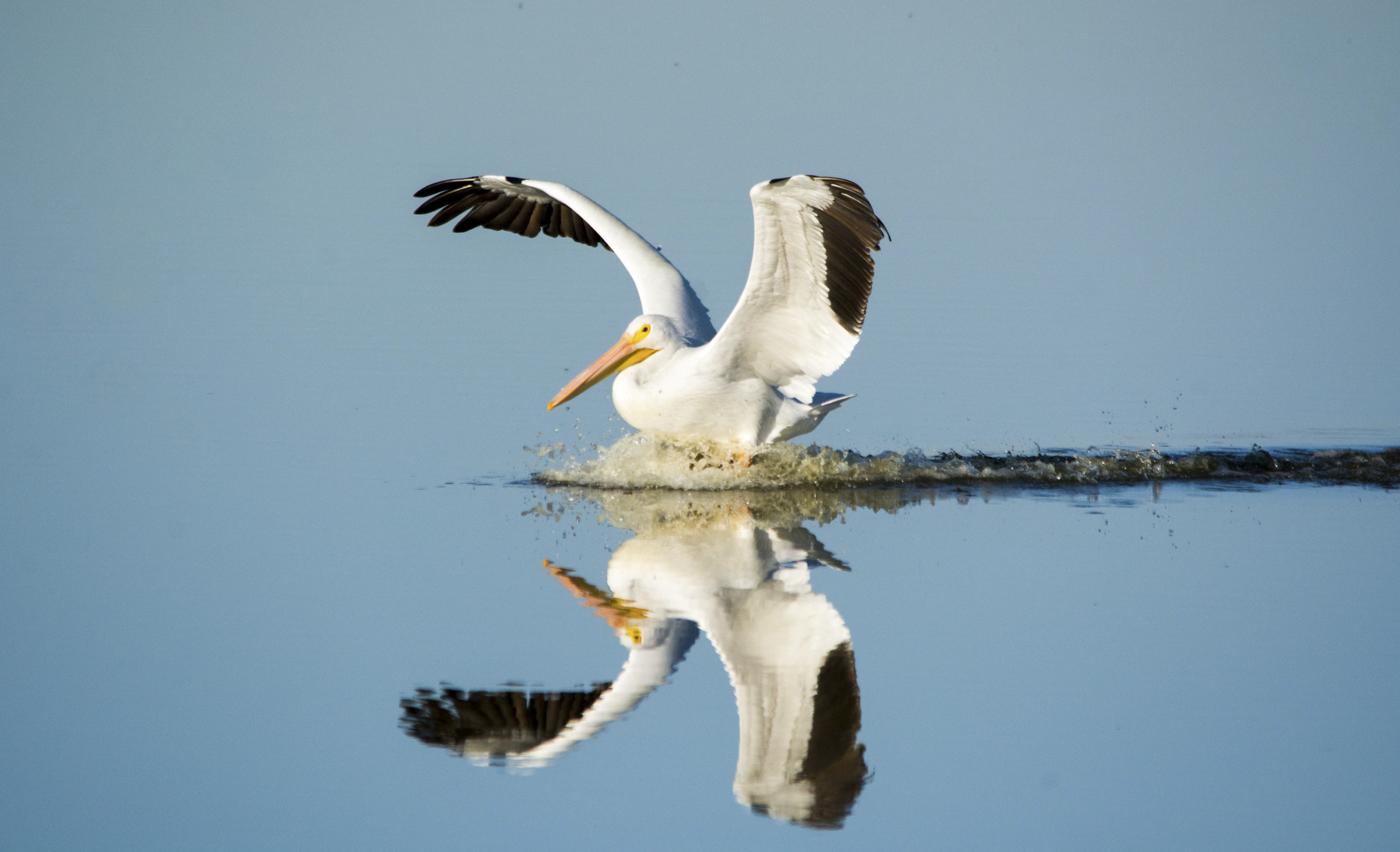 An American White Pelican lands on a water surface.