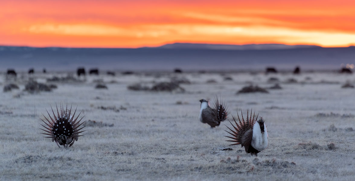 Three stout, brown birds stand in a grassland at sunrise.