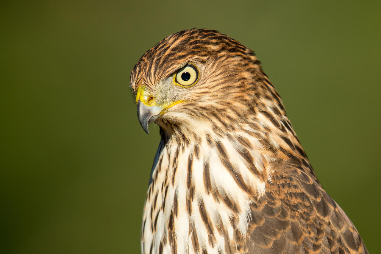 Cooper's Hawk photo by Mick Thompson