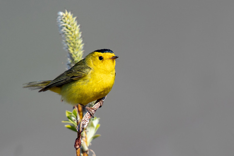 Wilson's Warbler photo by Mick Thompson