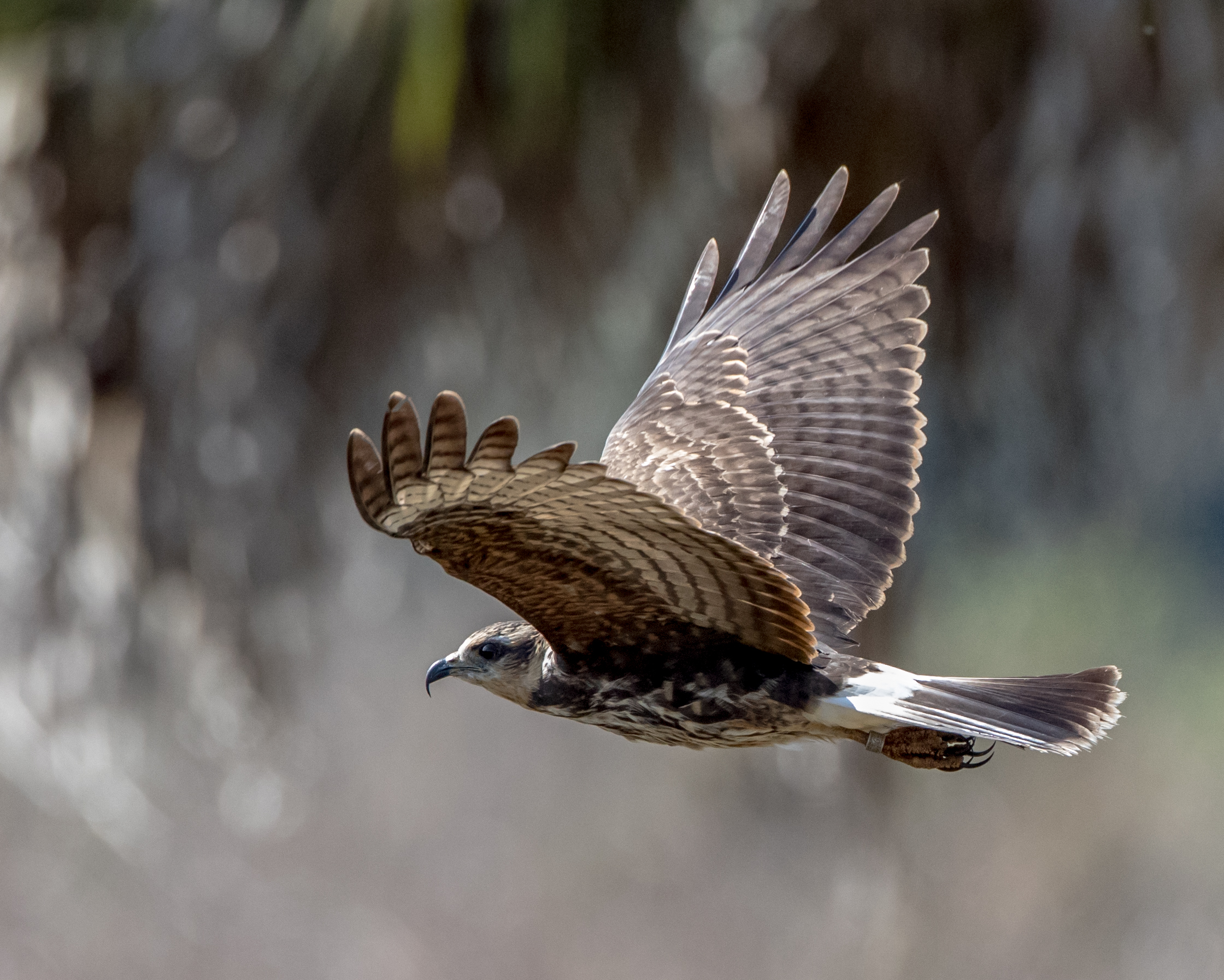 Snail Kite in flight. Photo: Bob Branham/Audubon Photography Awards.