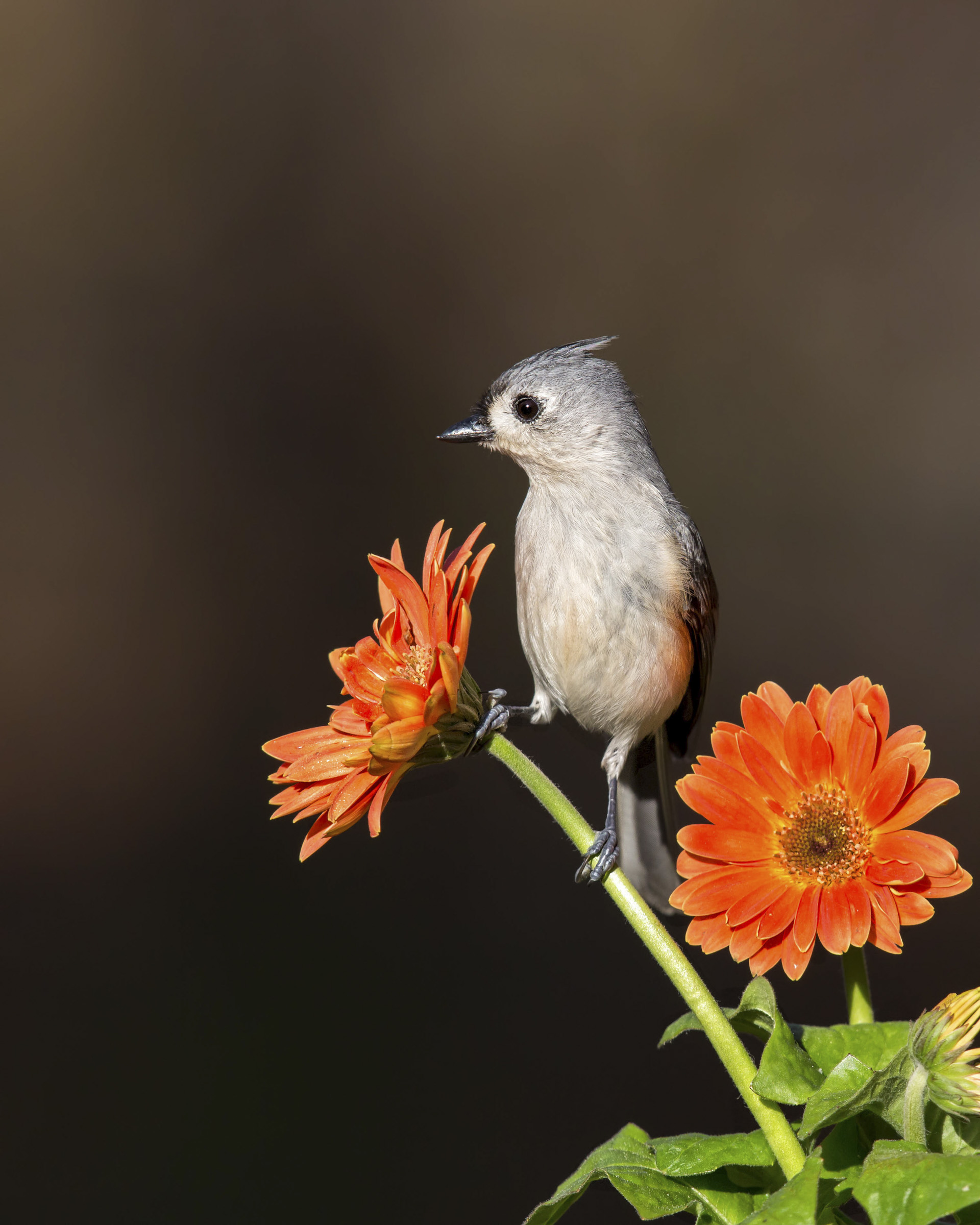 Tufted Titmouse sitting on the stem of an orange flower, with another orange flower in the background. Photo: Judy Lyle.