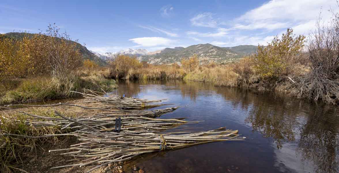 Bundles of cut willow saplings lie on the bank of a montane stream.