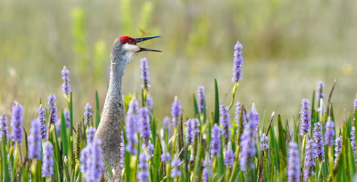 Sandhill Crane amongst native Pickerelweed.