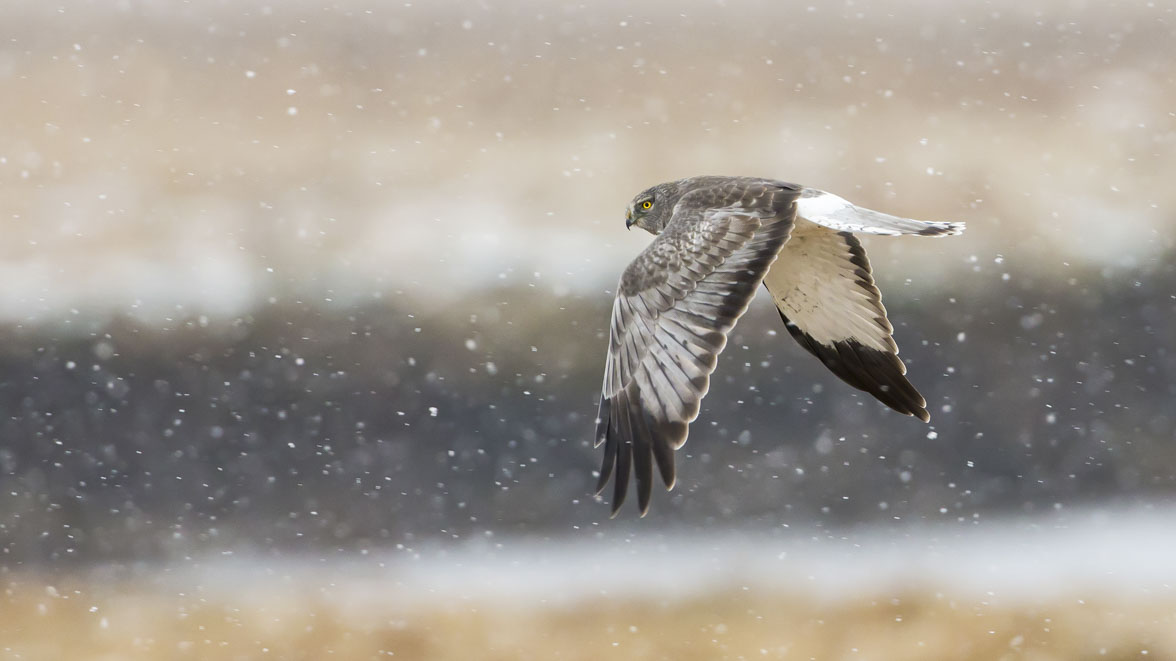 Northern Harrier. Photo: Christopher Ciccone/Audubon Photography Awards