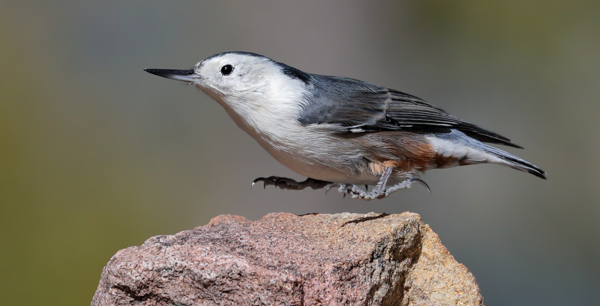A White-breasted Nuthatch hops up on both feet, appearing to be hovering over a large rock.