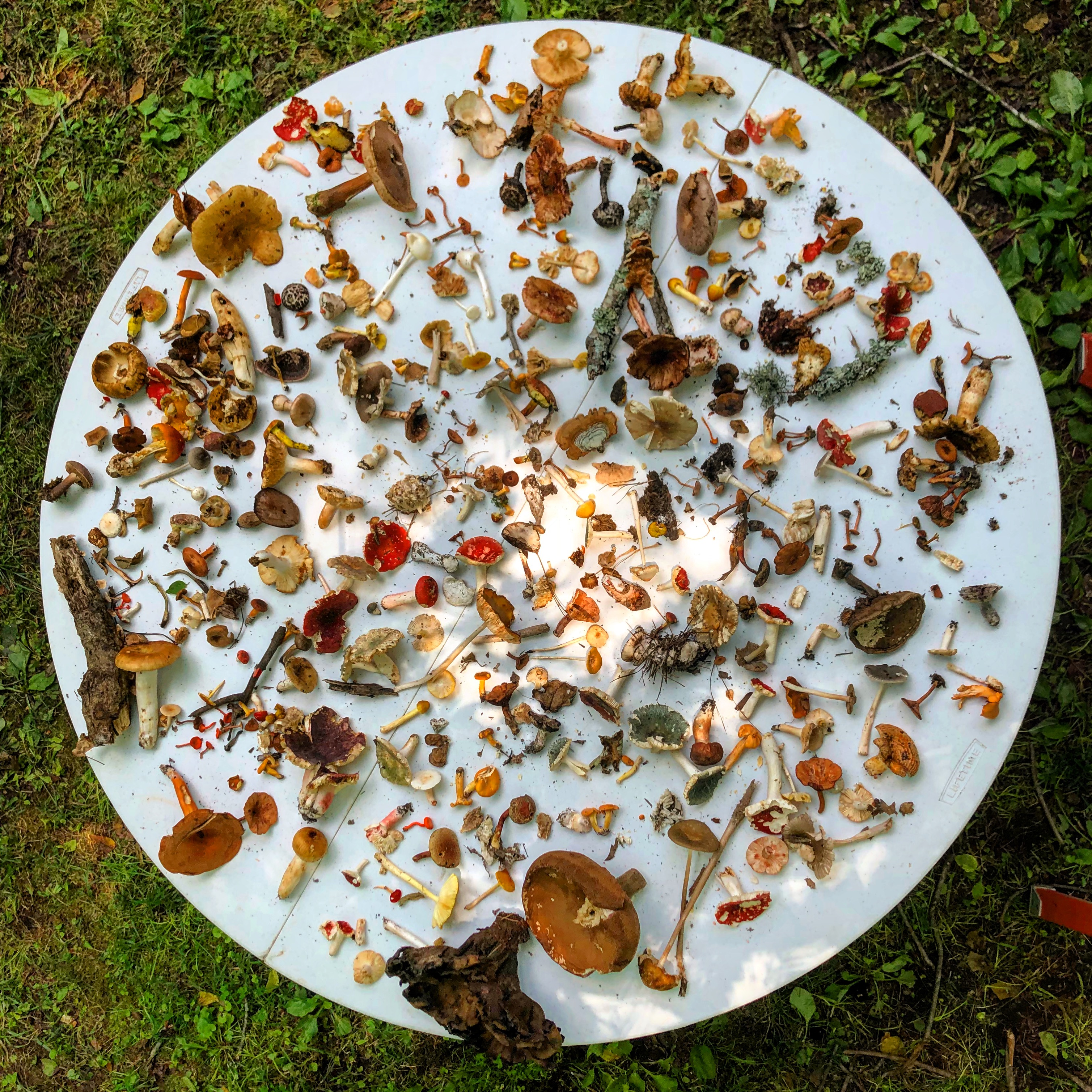 Mushrooms collected at 2018 program