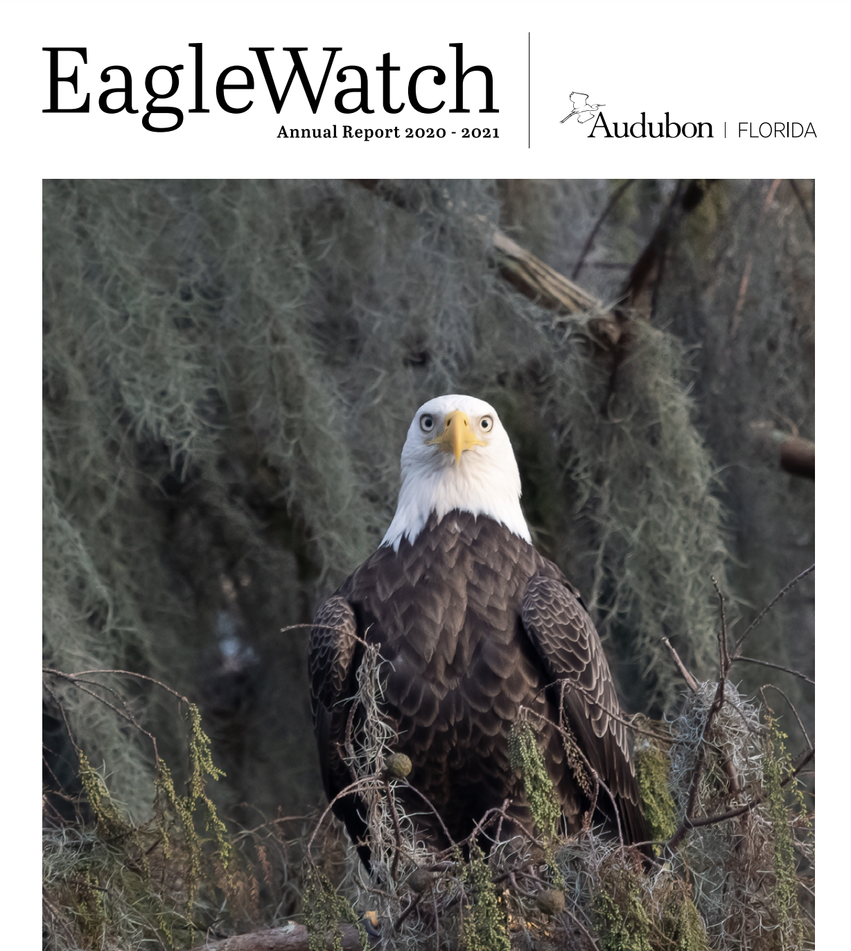 Adult Bald Eagle sits amidst waving Spanish moss. Photo: Valerie Clayton.